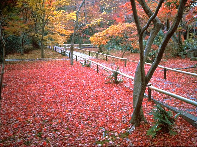 Hokyo-in Temple