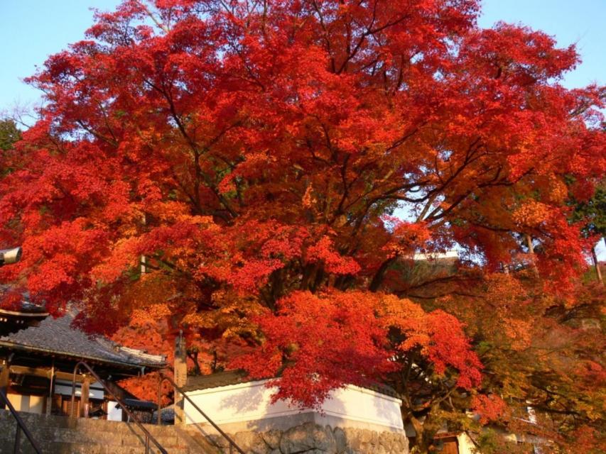 Yoshimine-dera Temple