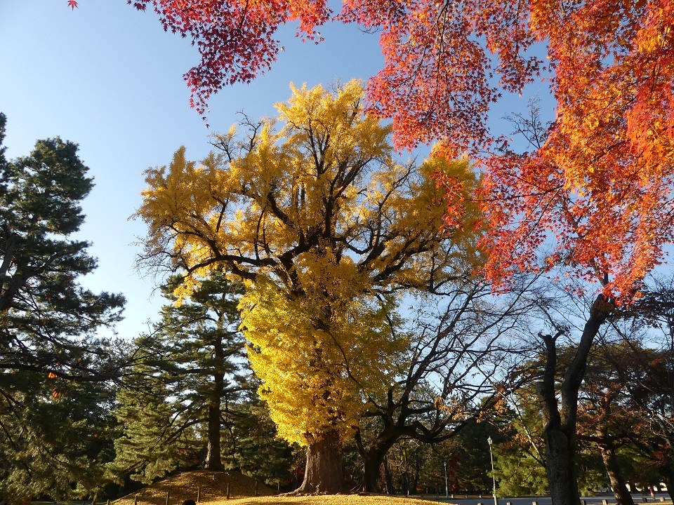 Kyoto Imperial Park