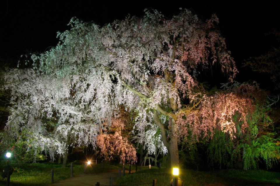 Kyoto Botanical Garden