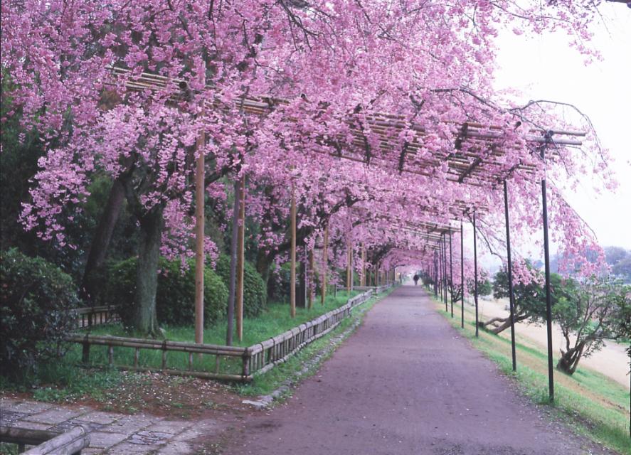 Nakaragi Path