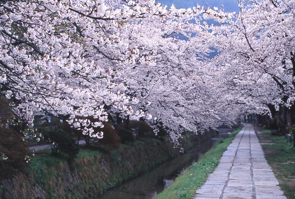 The Philosopher's Path (Tetsugaku-no-michi Street)