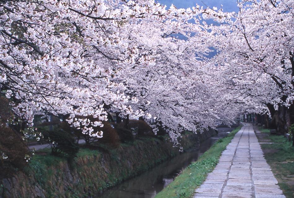 The Philosopher's Walk (Tetsugaku-no-michi Street)