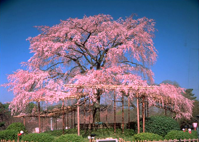 Maruyama Park