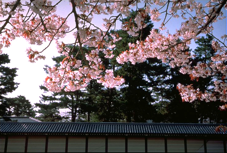 Kyoto Gyoen National Garden