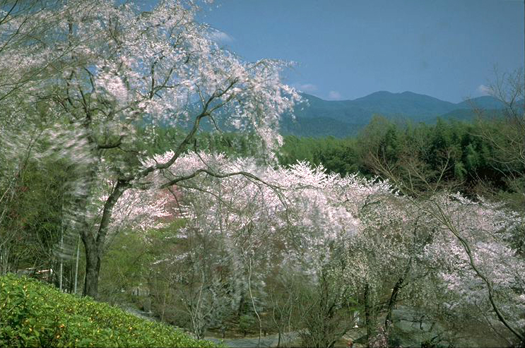 Tenryu-ji Temple