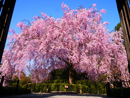 Taizo-in Temple